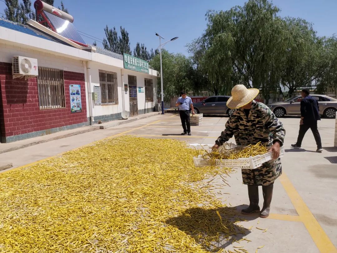 黄花3.jpg